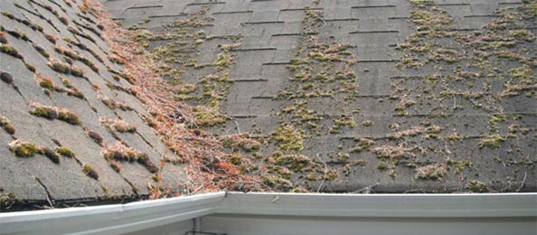 A mossy roof.